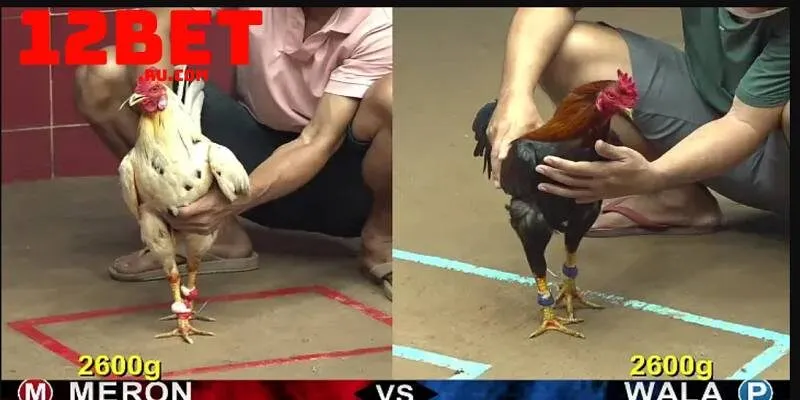 Cửa cược đá gà tại nhà cái 12BET