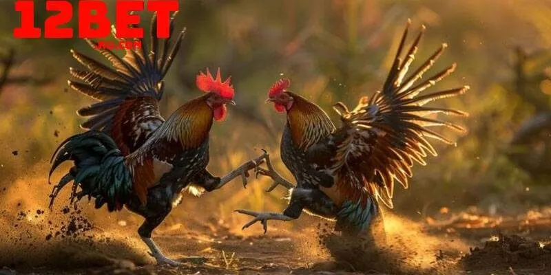 thần thái gà chiến trước khi chọn